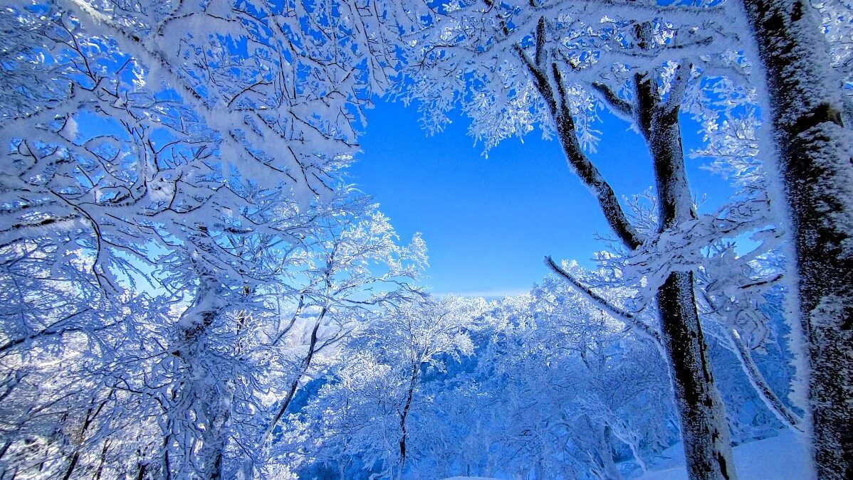 美しい樹氷❄️