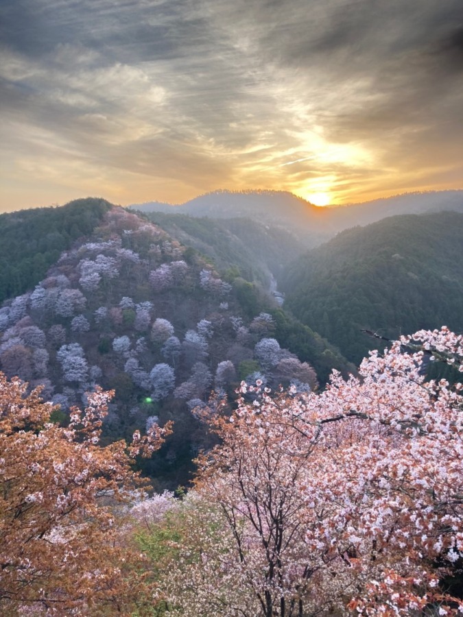 4月5日㈬　吉野へ桜を見に🌸