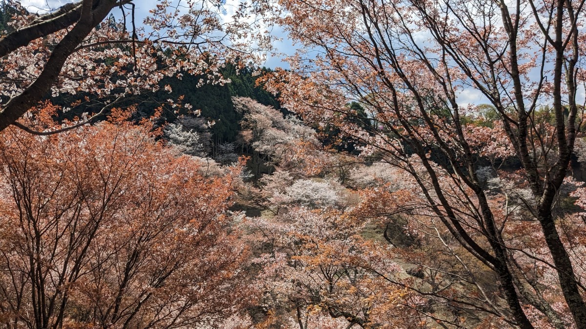 🌸吉野山🌸桜満開🌸