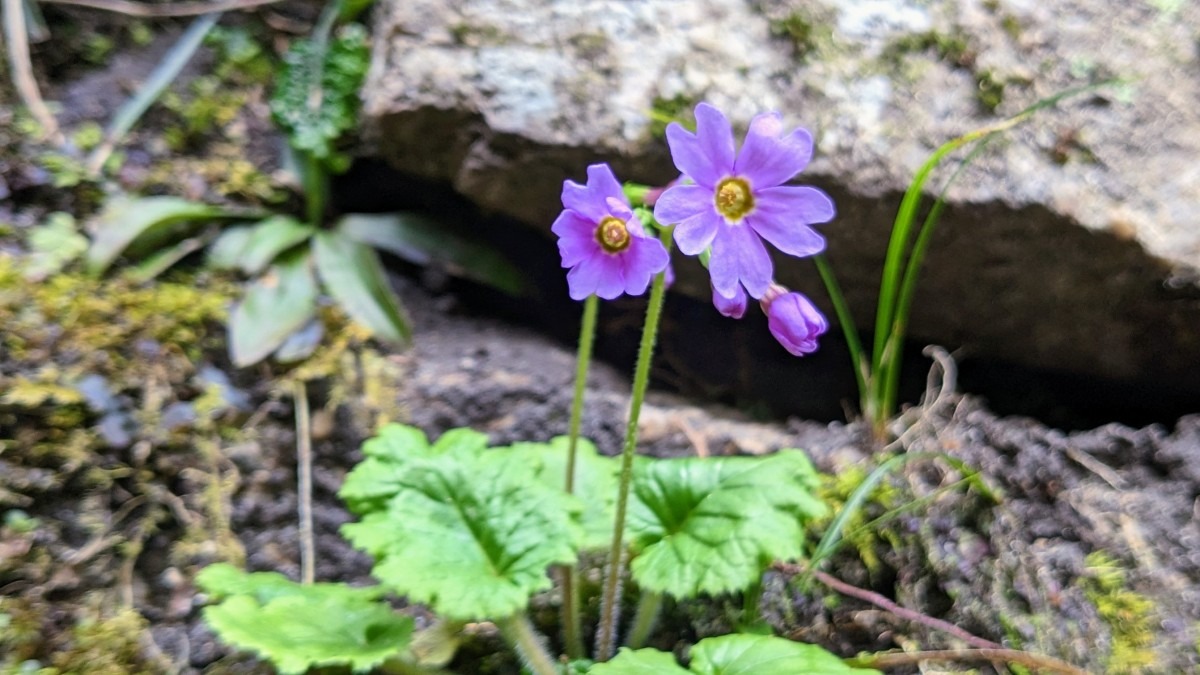 岩サクラ🌸