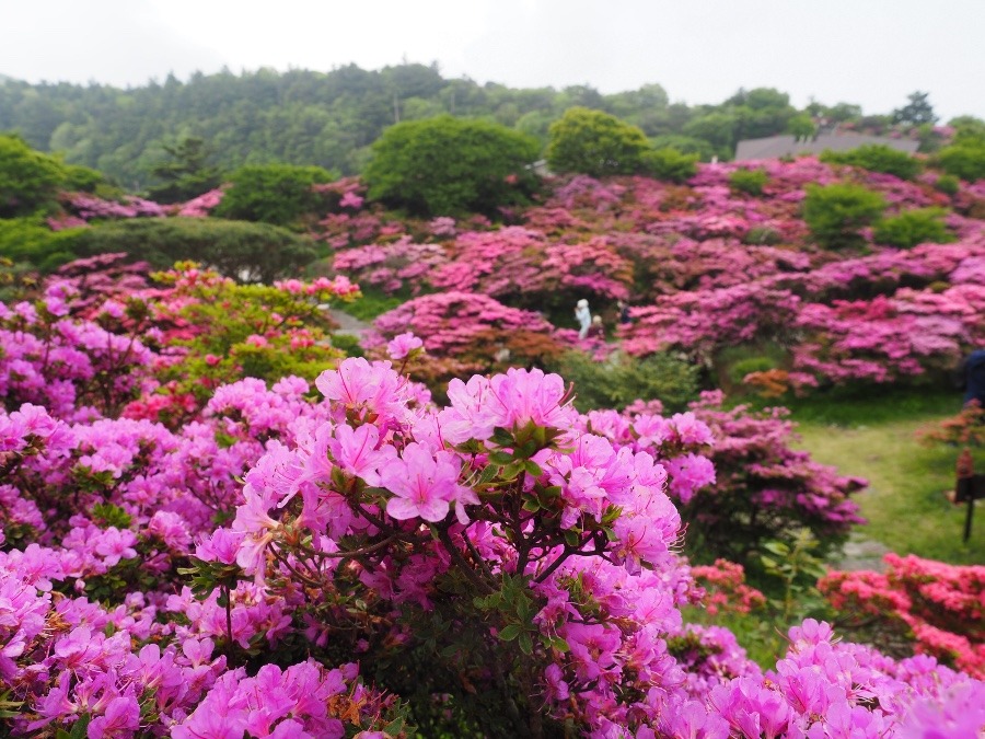 ミヤマキリシマ咲き誇る雲仙岳