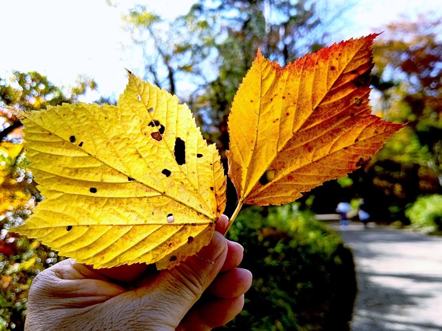 ウリハダカエデの葉🍁