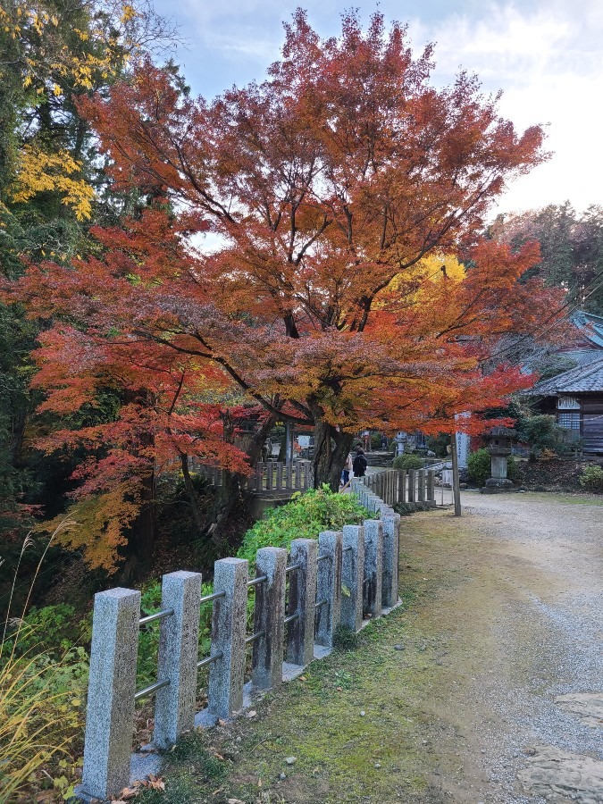 今年最後の紅葉