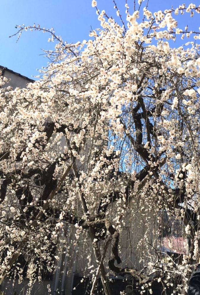 2月25日（日）梅と笑顔の花が咲く　吉野梅郷　梅まつり