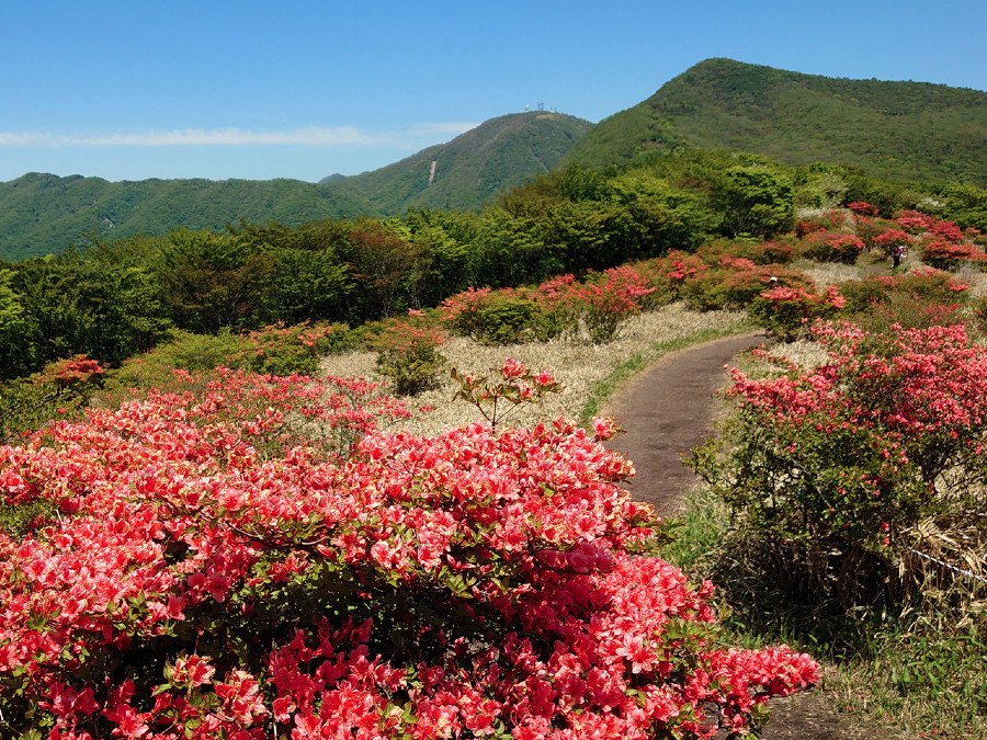 赤城連山 鍋割山のヤマツツジ