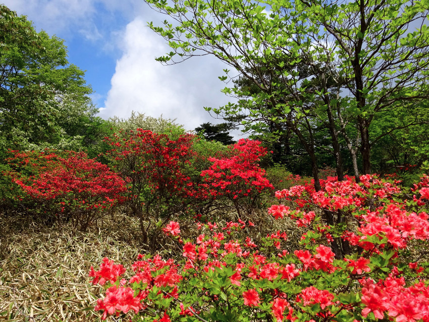 【締切】5/25(土)ツツジの名所 鍋割山＆荒山(赤城連山) 同行者募集【所沢・東所沢発】