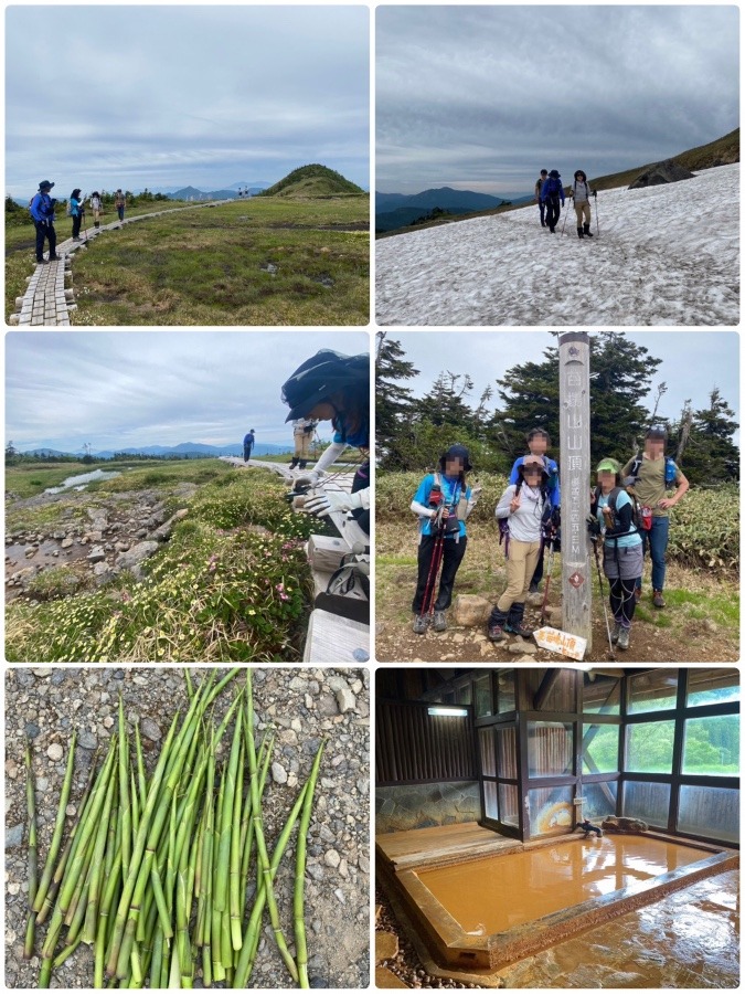 50s 女史さん企画 「苗場山」日本、花の100名山なるも、ちょい寂しい開花状況😓