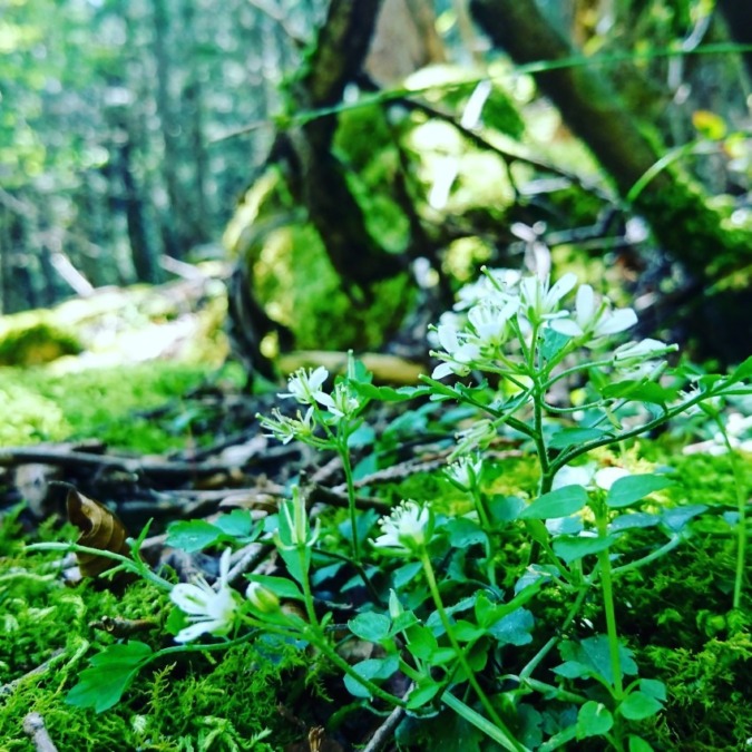 ゆっくり登山を楽しめる山友募集🌱✨