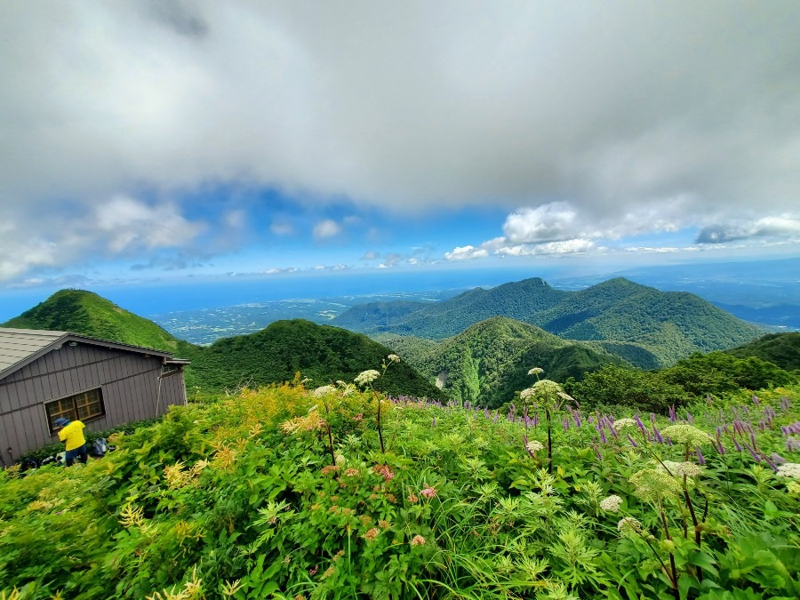 三鈷峰　お花畑