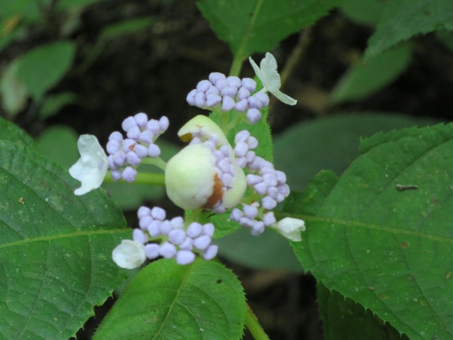 玉紫陽花