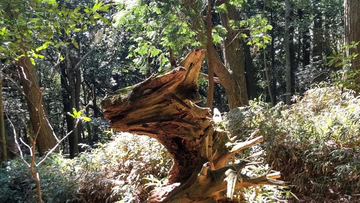 摩耶山に棲む狼