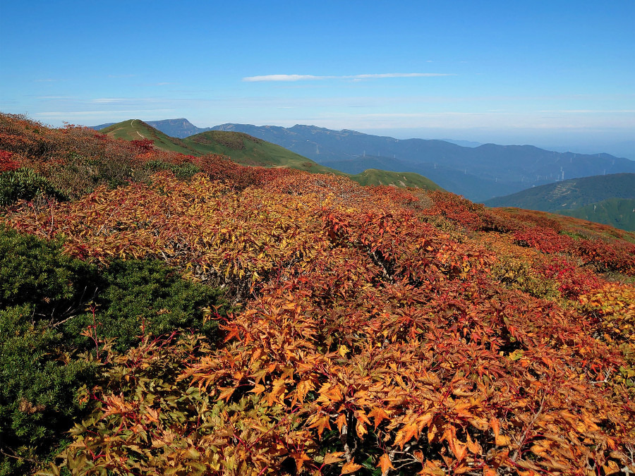 谷川連峰最高峰 仙ノ倉山の紅葉