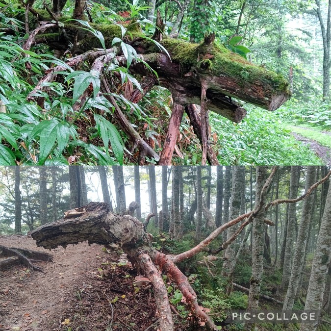 登山道のドラゴン