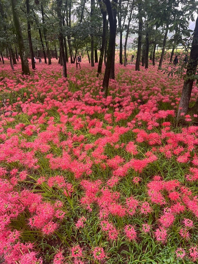 2024.10.06 巾着田曼珠沙華まつり