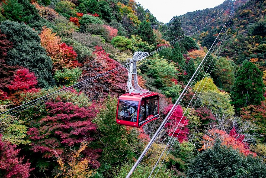 【急募】11/24紅葉見に六甲山行ってくれる方募集中。