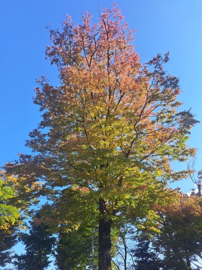 初心者です！定期的にご一緒できる山友募集！