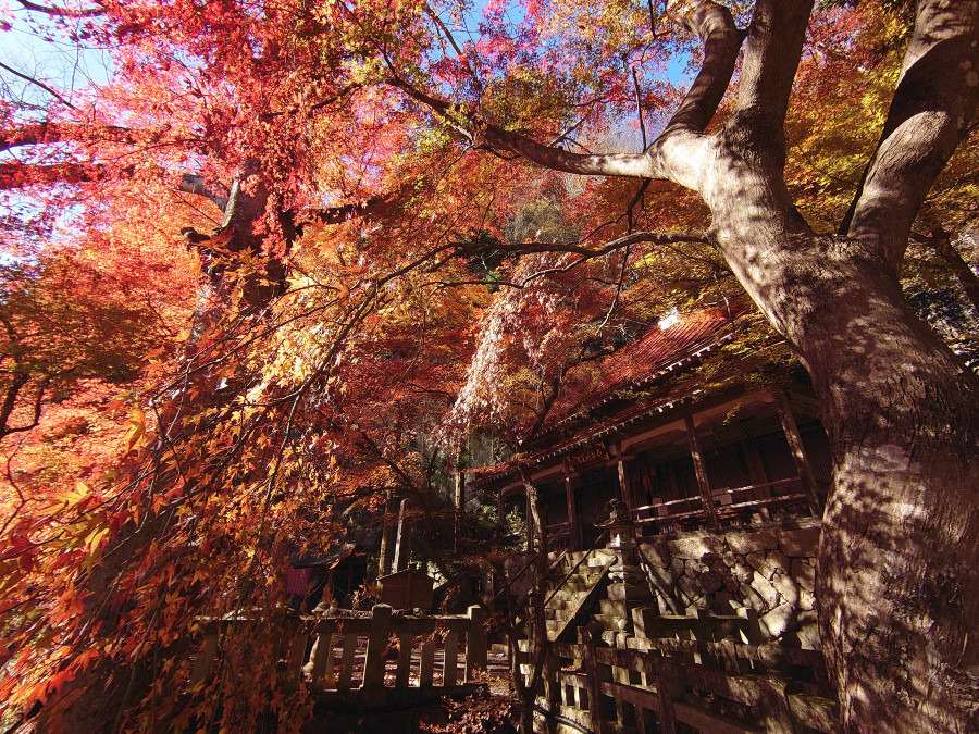 黒滝山 不動寺の紅葉