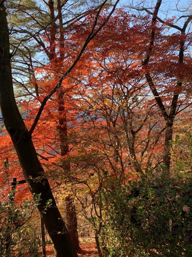 50代（女性限定）のんびりゆっくり登山を楽しむ誘い合える場