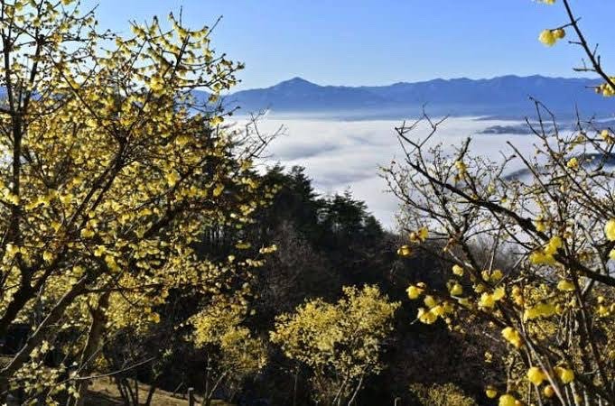 1/13(月) 宝登山