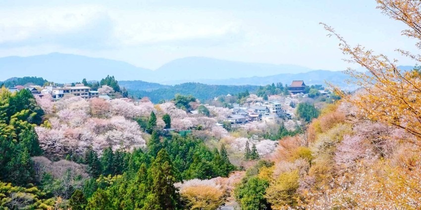 🌸登山仲間募集！お花見ハイキングに行きませんか？🌸