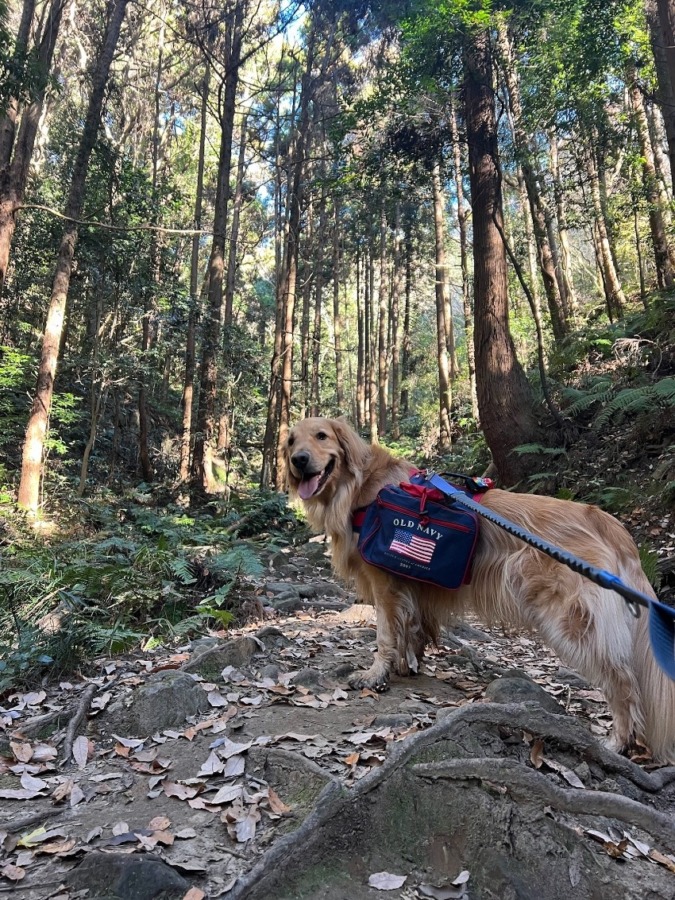 犬連れOkなお仲間募集です