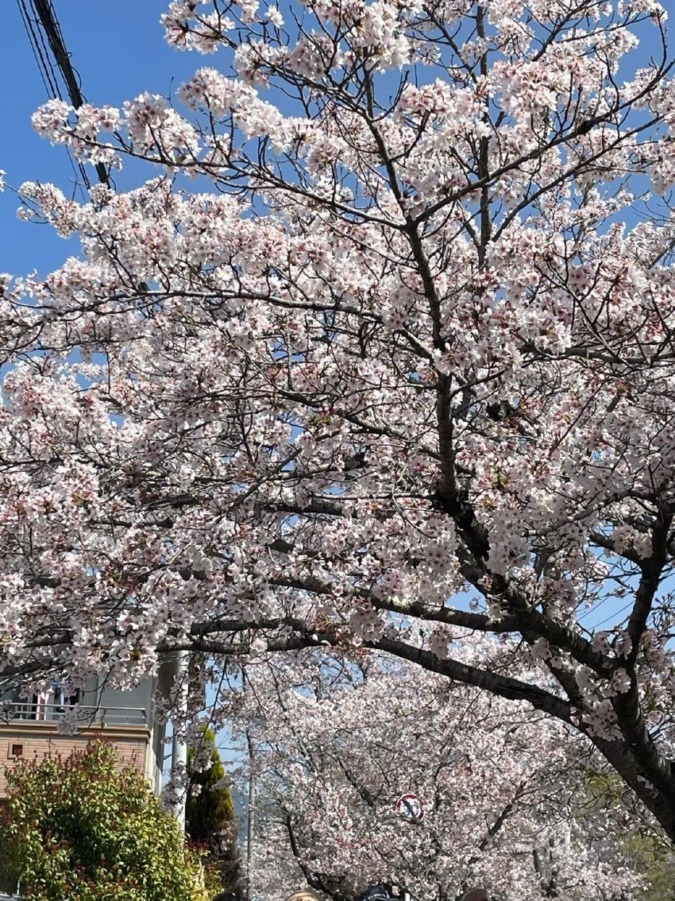 4月6日(日)お花見と鷹取山山ご飯