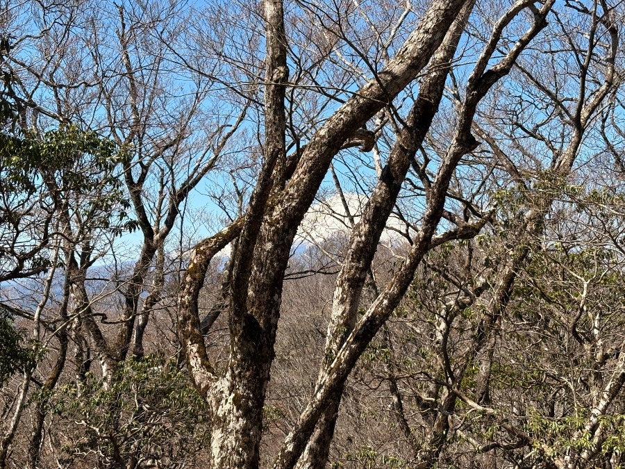 畦ヶ丸山頂からの富士山