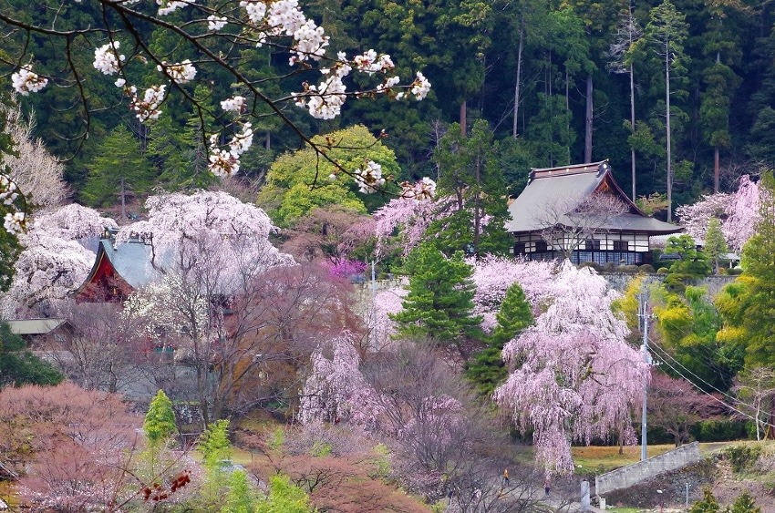 🈵 日本三大奇景「妙義山(白雲山)」4/11(金夜発)4/12(土)