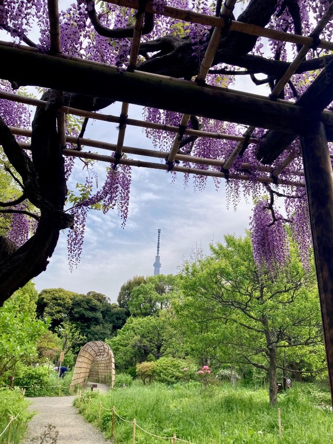 🌼向島百花園🪻