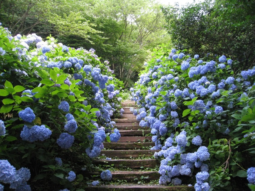 6月15日 生駒山 ぬかた園地