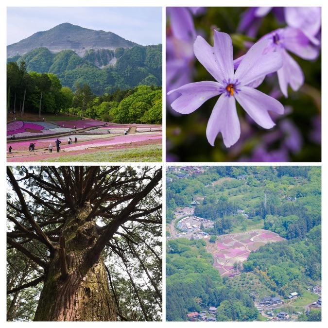 芝桜を楽しんだ後、山頂からも芝桜