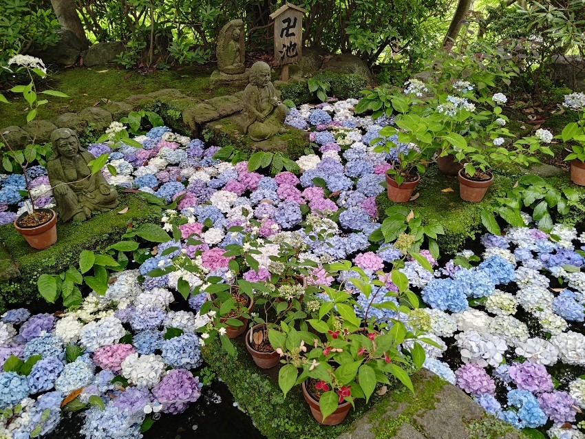 6/8(日) 鎌倉あじさい お寺ハイキング (Kamakura hike)