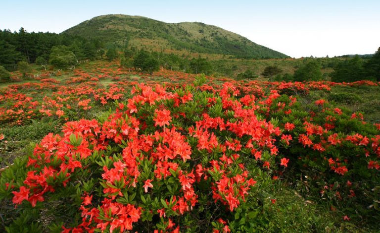 【日程変更】6月22日(日)レンゲツツジの湯ノ丸山&烏帽子岳 同行者募集【所沢・東所沢発】