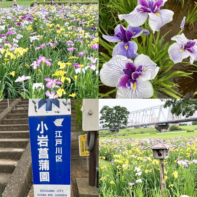 6/13 小岩菖蒲園 満開✌️