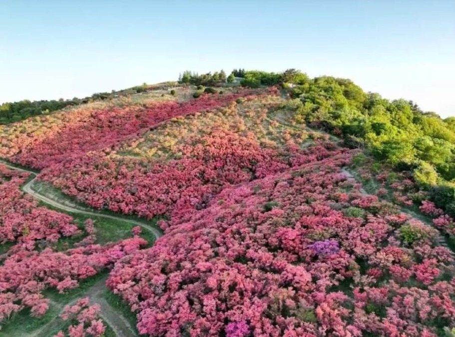 大和葛城山のつつじ園