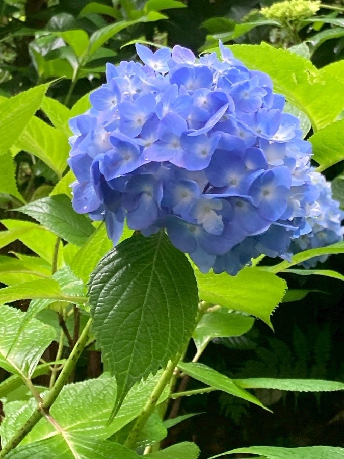 ぬかた 園地