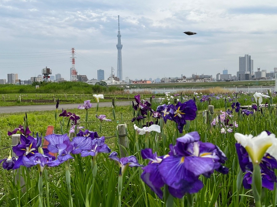 スカイツリーと花菖蒲とUFO⁉️