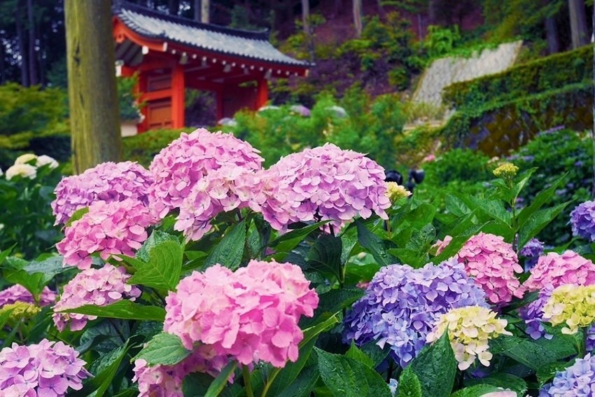 観光メインの山行♬京都宇治紫陽花ハイク(三室戸寺)