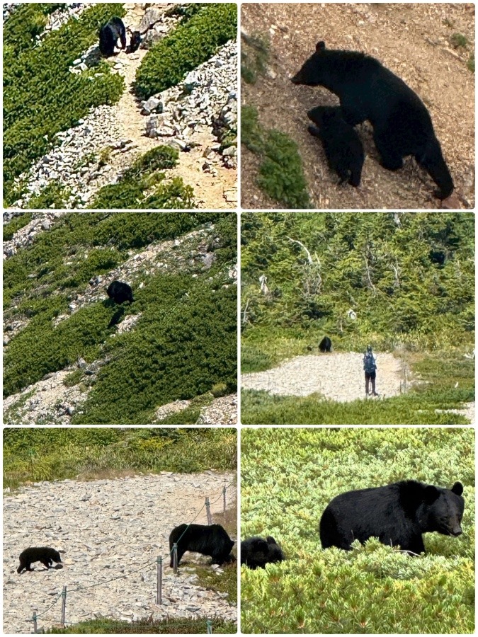 🧸熊 出没注意⚠️ 🐻 リアル「モンハン」