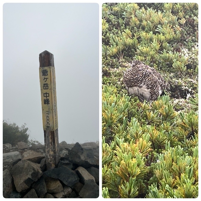 ライチョウに会えました😊