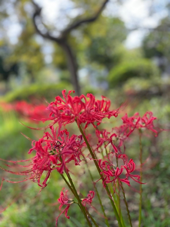 万寿沙華が見頃ですね🌸