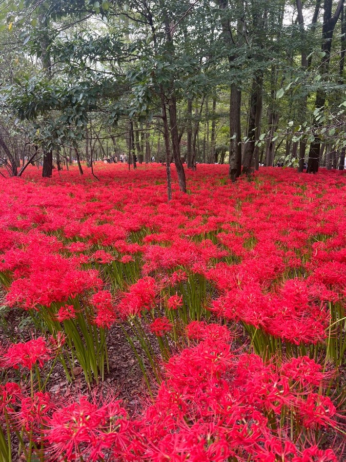 2025.09.27 巾着田曼珠沙華公園まつり