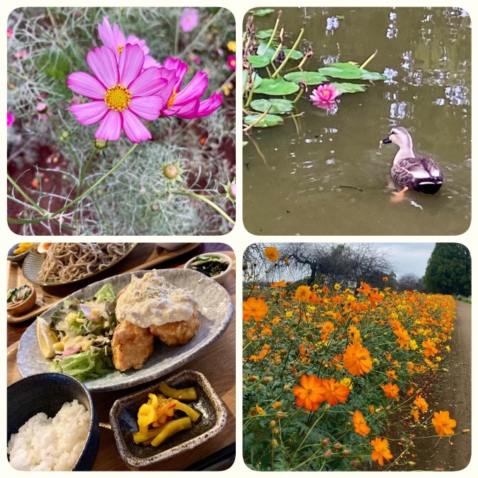 古民家ランチ&コスモス🏵️あけぼの農業公園