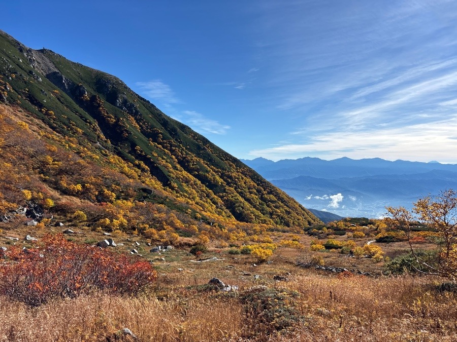 紅葉