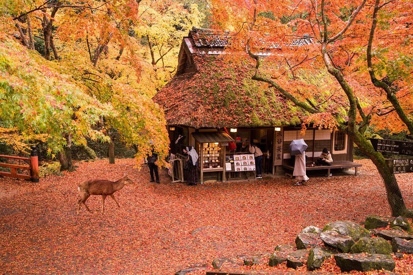 11/15(土) 奈良は春日の原生林🍁紅葉と 芸術(博物館・美術館)も楽しむハイキング🦌
