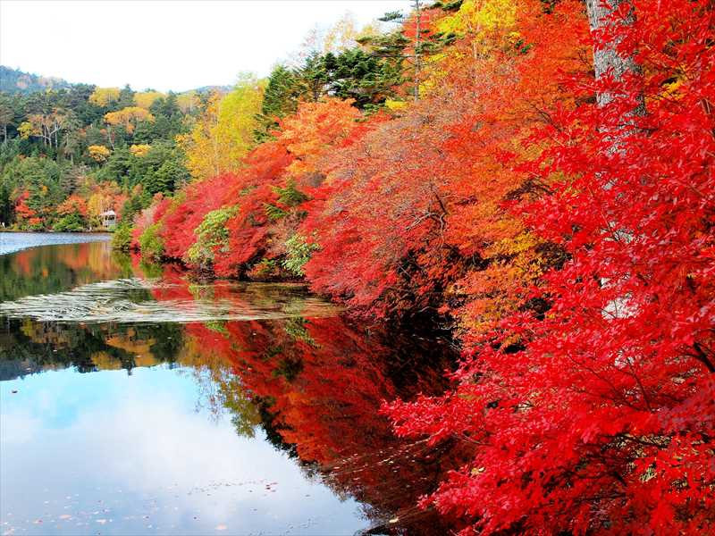 【締切】10月12日(日)白駒池・ニュウ 同行者募集【所沢・東所沢発】