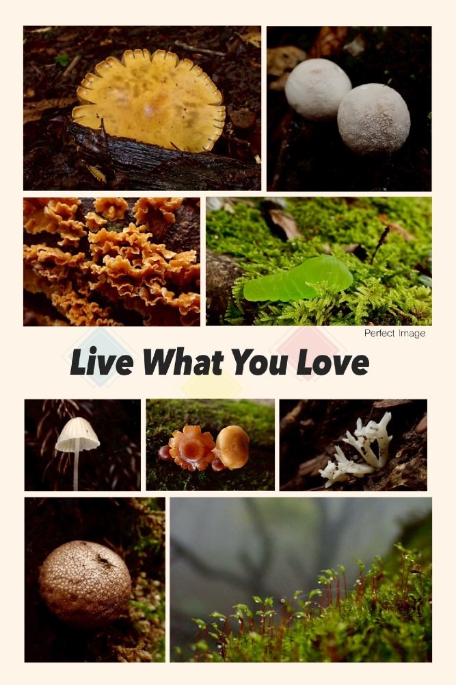 きのこ観察🍄武奈ヶ岳（10月下旬）