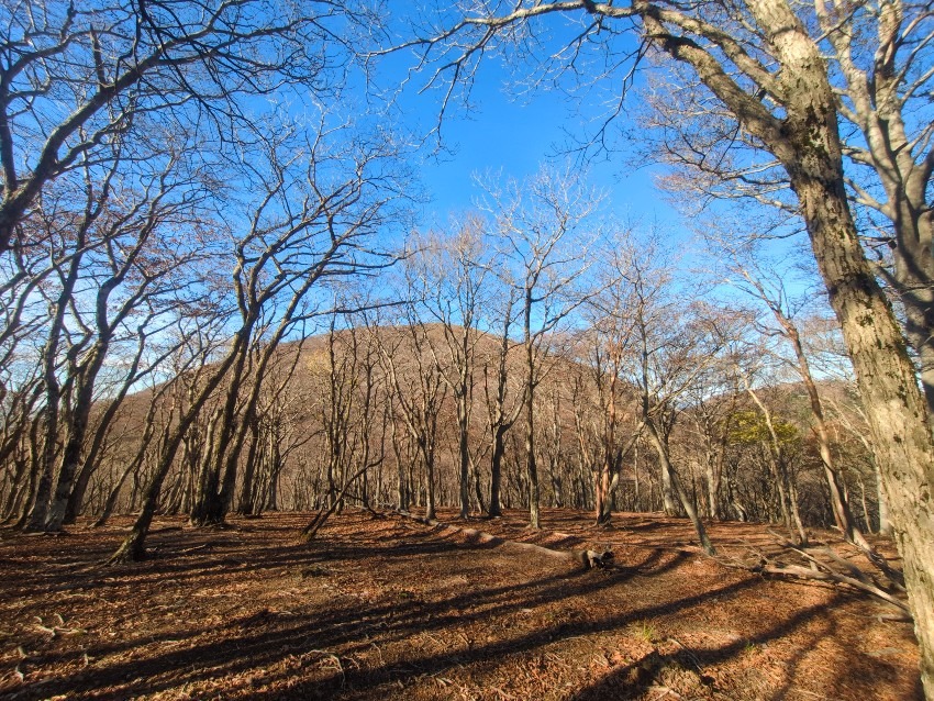 11/22または23または24 山行同行募集