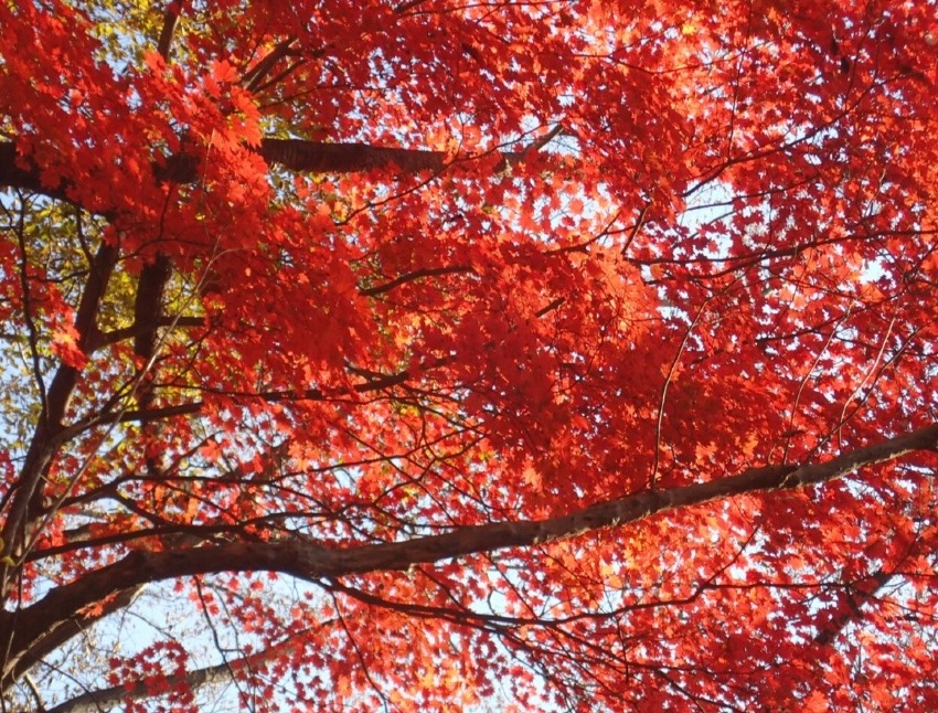 【締切】11月15日 群馬の石尊山🍁