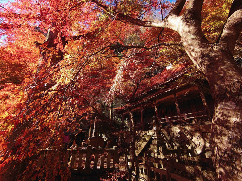 【締切】11月22日(土)紅葉の黒瀧山不動寺とスリリングな観音岩+鍬柄岳 同行者募集【所沢・東所沢発】